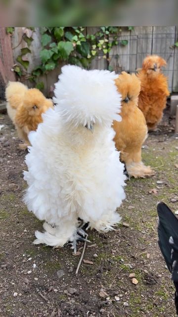 Chickens Breeds, Pet Chickens Breeds, Fluffy Chickens, Chicken Photos, Frizzle Chickens, Small Holding, Fluffy Chicken, Chickens For Sale, Fancy Chickens