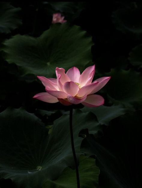 Lotus Flower Aesthetic, Lotus Aesthetic, Buddhism Wallpaper, Lotus Flower Wallpaper, Lotus Wallpaper, Lotus Flower Pictures, Lotus Flower Art, Lily Lotus, Gladioli