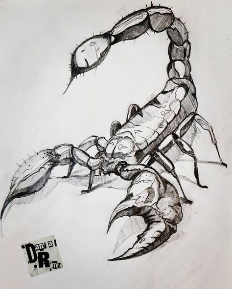 Scorpion Sketch Tattoo, Scorpions Drawing, Scorpion Drawing Sketches, Scorpion Painting, Scorpion Sketch, Scorpio Drawing, Scorpion Drawing, Scorpion Art, Nature Art Drawings