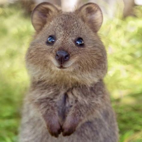 Cute Animal Pfp, Cute Quokka, Happiest Animal, Animal Pfp, Cute Animal Character, Funny Animal Pics, Animal Aesthetic, Animal Character, Animal Pics