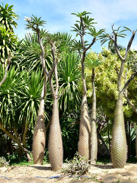 Madagascar Palm Tree, Madagascar Plants, Madagascar Palm, Garden Landscape, Sense Of Place, Door Ideas, Fragrant Flowers, Front Garden, Tropical Plants