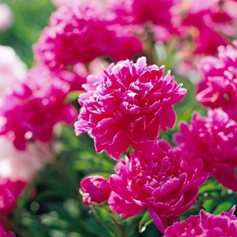 Top 20 Perennials for Your Garden-once you plant them,they just keep coming year after year-a very good thing Tall Perennial Flowers, Hardy Hibiscus, Best Perennials, Fragrant Plant, Have Inspiration, Hardy Perennials, Fragrant Flowers, Flowers Perennials, Sweet Scents