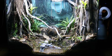 Rainforest Ecosystem, Bioactive Vivarium, Build Tank, Forest Designs, Landscape Reference, Hunting Land, Enter The Dragon, Tree Canopy, Apex Predator