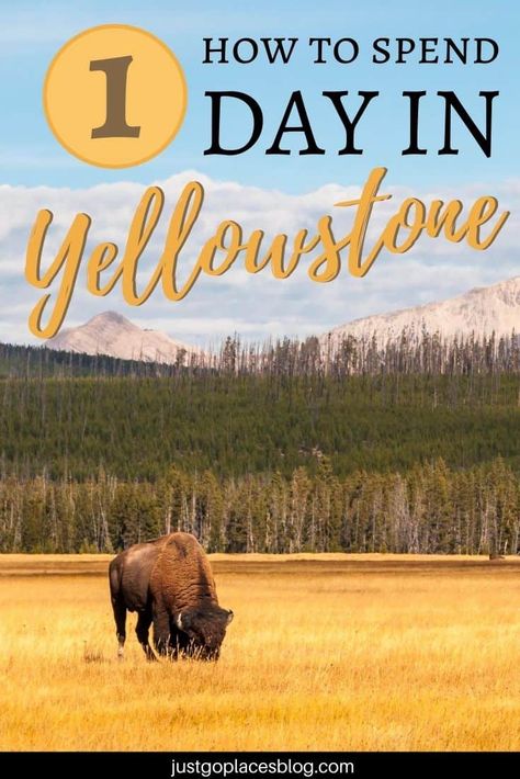 What you need to see in 1 day in Yellowstone Yellowstone Vacation Planning, Yellowstone Hikes, Things To Do In Yellowstone, Yellowstone National Park Vacation, Vacation Budget, Yellowstone Vacation, Travel Honeymoon, Yellowstone Trip, Wyoming Travel