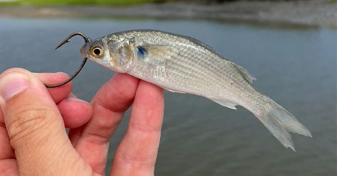 THIS Is The Best Live Bait For Flounder Fishing Flounder Fishing, Cast Nets, Live Bait, Braided Line, Fishing Videos, Pier Fishing, Red Fish, Saltwater Fishing, Big Fish