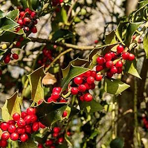 50 Seeds - American Holly Seeds | Christmas Holly (Ilex opaca) for planting - Evergreen Holly Smooth Winterberry - Bearberry Holly Holy Tree - Holly Shrub Bush to Grow - The Rike American Holly, Holly Shrub, Holly Bush, Japandi Interior, Hygge Decor, Vintage Interior, Christmas Holly, Amazon Com, Lawn Care