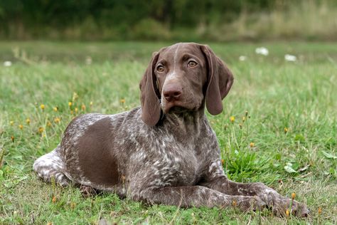 Facts About the German Shorthaired Pointer That You May Not Know Short Hair Pointer, German Short Hair, German Short Haired Pointer, Pointer Puppy, Shorthair Pointer, Short Haired Pointer, Smartest Dog Breeds, Pointer Puppies, German Shorthair