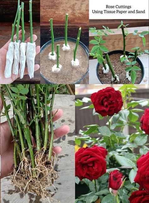 Regrow Roses From Stem, Propagating Roses From Cuttings, How To Propagate Roses From Cuttings, Propagate Roses From Cuttings, Growing Roses From Cuttings, Rose Propagation, Grow Roses From Cuttings, Propagate Roses, Roses From Cuttings