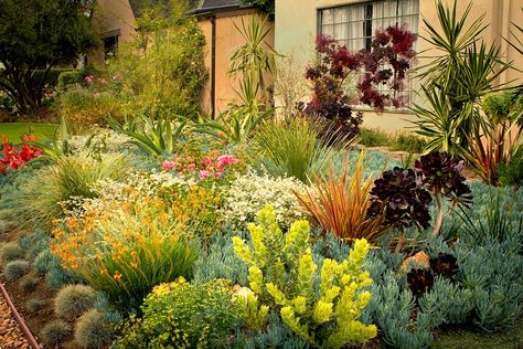 Drought Resistant Front Yard, Monet Landscape, Drought Tolerant Landscape Design, Drought Tolerant Landscape Front Yard, Craftsman Landscaping, Los Angeles Landscape, Driveway Border, Landscape Front Yard, New Mediterranean