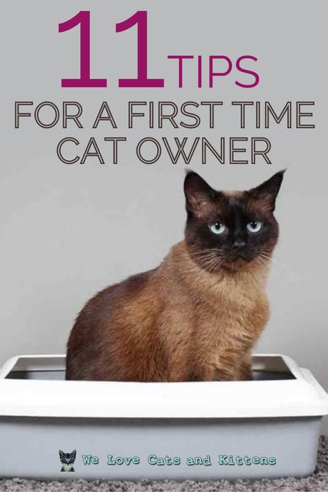 Cats Care Tips, New Cat Essentials, Owning A Cat For The First Time, First Cat Owner Tips, Tips For Cat Owners, Cat Tips And Tricks, First Time Cat Owner Checklist, New Kitten Essentials, First Time Cat Owner Tips