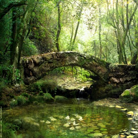 Bridge over water Stone Bridge, Old Stone, Alam Yang Indah, Magical Places, Nature Aesthetic, Enchanted Forest, Shade Garden, Fantasy Landscape, Lily Pads