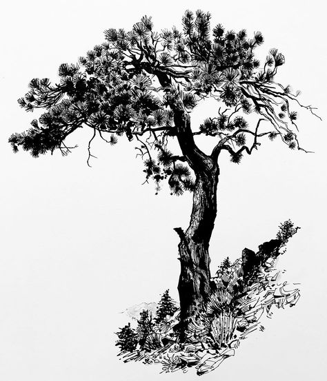 Paul Heaston on Instagram: “Ponderosa pine. Hero M86 fude nib fountain pen, gray ink wash on @stillmanandbirn Epsilon paper. #tree #treedrawing #treesketch #drawing…” Paul Heaston, Pine Tree Drawing, Tree Tattoo Designs, Tree Sketches, Ponderosa Pine, Ink Wash, Tree Drawing, Ink Illustrations, Architecture Sketch