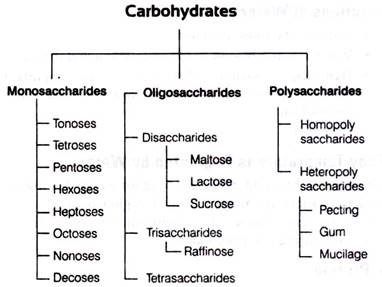 Read more about carbohydrates Biochemistry Notes Carbohydrates, Carbohydrates Biochemistry, Carbohydrates Biology, Biochemistry Notes, Brain Mapping, Teaching Chemistry, Ap Biology, Chemistry Notes, Teaching Biology