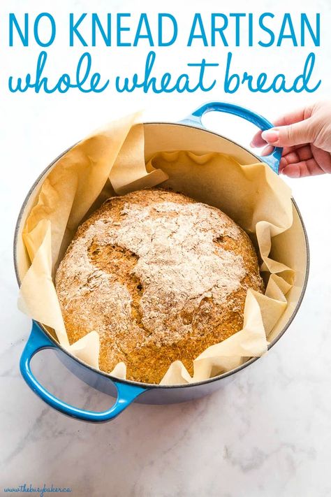 This No Knead Whole Wheat Artisan Bread is the perfect easy whole wheat bread recipe! No overnight rising, no kneading - it's the perfect hearty, crusty loaf! Recipe from thebusybaker.ca! #wholewheat #bread #homemade #homemadebread #wholegrain #dutchoven #howtomakebread #howtomakehomemadebread #healthybread #health No Knead Whole Wheat Bread Recipe, Whole Wheat Artisan Bread, Easy Whole Wheat Bread, Whole Wheat Bread Recipe, Homemade Baked Bread, Wheat Bread Recipe, Dutch Oven Bread, Tasty Bread Recipe, Bread Homemade