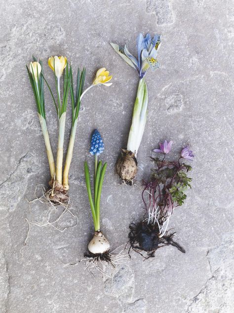 Spring Border, Forcing Bulbs, Iris Reticulata, Early Spring Flowers, Plants Uk, Botanical Illustration Vintage, Garden Bulbs, Cold Frame, Christmas Rose