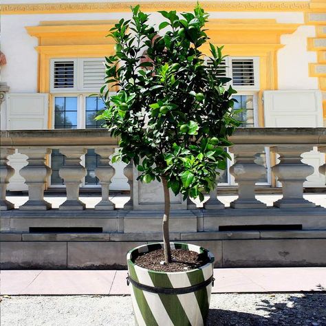 Prune lemon tree