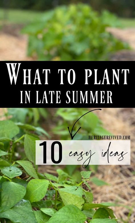 What to Plant in Late Summer (14 easy direct-sow options) - Heritage revived Dream Garden Flowers, Fall Gardening Ideas, Fall Container Plants, Small Scale Gardening, Vegetables To Plant, August Garden, Ideas Garden Design, Fall Gardening, Easy Vegetables To Grow