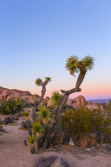 13 Secret Spots in Joshua Tree National Park | Gennifer Rose California Joshua Tree, Joshua Tree Aesthetic, Joshua Tree Photoshoot, Joshua Tree Sunset, Joshua Tree Park, Earth Fairy, Twentynine Palms, Redwood National Park, Desert Living