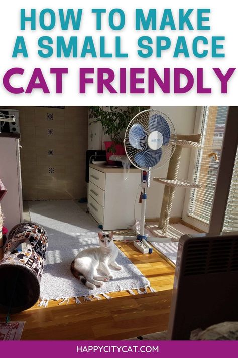 Apartment With Cat Ideas, Kitten Area In Bedroom, Catification Ideas Diy Apartment, Living With A Cat In An Apartment, Bedroom Ideas Cat Friendly, Cat In Small Apartment, Cat Room Ideas Small Spaces Tiny House, Cats In Dorm Rooms, Cats Apartment Living