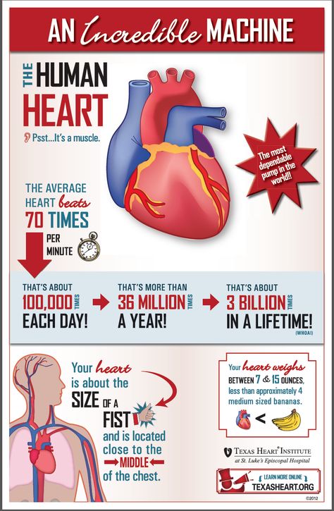 Human Physiology - Fun facts about the human heart, an incredible machine. Nutrition Pyramid, Heart Facts, Nutrition Logo, Bad Cholesterol, Nutrition Quotes, The Human Heart, Heart Anatomy, Sport Nutrition, Medical Facts