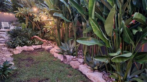 Heliconias (hot rio nights) and rock wall Rock Wall, Container Gardening, Australia