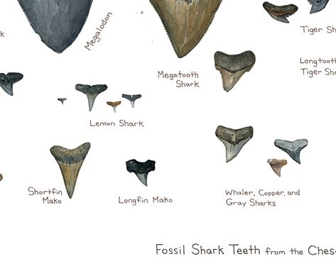 Fossil Illustration, Guide Illustration, Teeth Illustration, Shark Fishing, Love Beach, Chesapeake Bay, Beach Combing, Shark Teeth, Field Guide