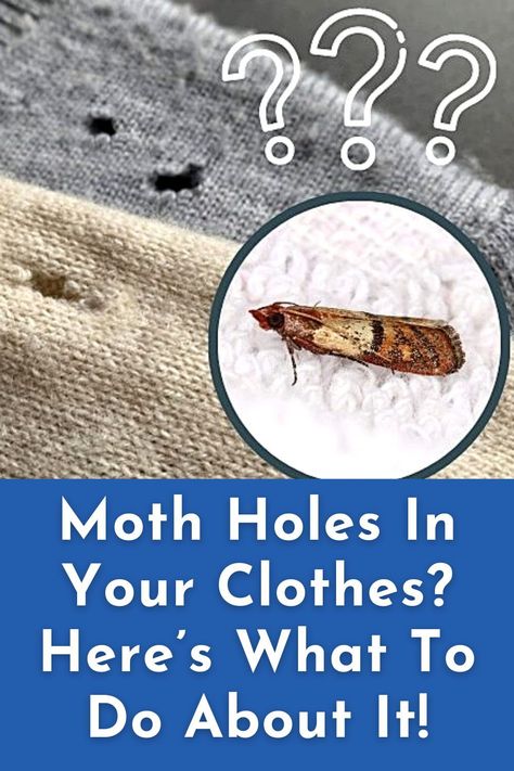 We love our woollen jumpers, silk scarves and cashmere cardigans. That is until moths come along and starts to chew tiny holes in our often-expensive clothes. Moth larvae love nothing more than to feast upon soiled, natural fibred clothes in dark wardrobes, leaving them with holes. Read this article to learn what to do about moth holes in clothes. How To Mend Moth Holes In Wool, How To Repair Moth Holes In Sweaters, Repair Moth Holes Wool, Mending Sweaters, Moths In Closet, Moth Holes In Clothes, Moth Larvae, Holes In Clothes, Getting Rid Of Moths