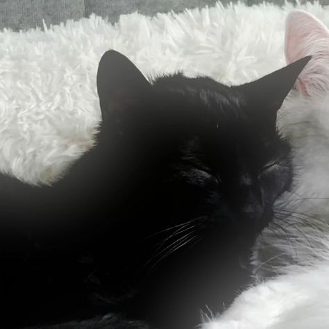 cats black and white matching icons
#matching #matchingicons #cats #caticon #couple #pfp #profile #blackandwhite Matching Monochrome Pfp, Black Cat And White Cat Aesthetic, Black Cat White Cat Matching Pfp, Black Male White Female Matching Pfp, Matching Pfp Black And White Skin, Ethereal Art Matching Pfp, Matching Interacial Pfp, Cat Pfp Matching Couple, Black And White Cat Matching Pfp