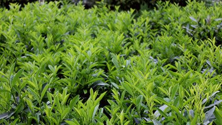 Buy Skip Cherry Laurel Online | Fast-Growing Privacy Hedges | Garden Goods Direct Otto Luyken Laurel, Leaf Compost, English Laurel, How To Grow Cherries, Laurel Shrub, Laurel Plant, Deer Resistant Shrubs, Cherry Laurel, Privacy Hedges