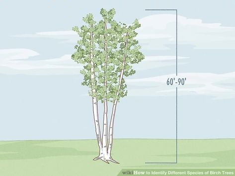 How to Identify Different Species of Birch Trees (with Pictures) Birch Tree Landscaping, River Birch Trees Landscape, Types Of Birch Trees, River Birch Trees, Birch Trees Landscaping, River Birch, Different Species, Plant Identification, Birch Trees