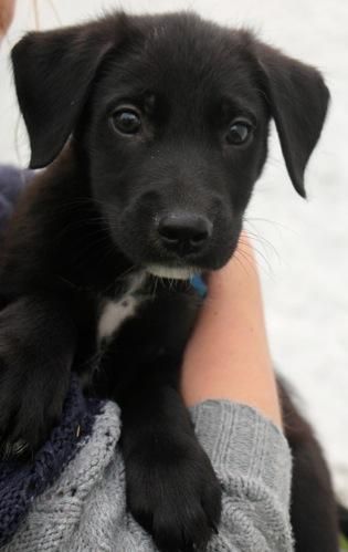 Black Retriever Aesthetic, Lab Pitbull Mix Puppy, Eat Wallpaper, Black Small Dog, Puppy Black And White, Dragon Slippers, Pitbull Mix Puppies, Small Black Dog, Lab Mix Puppies