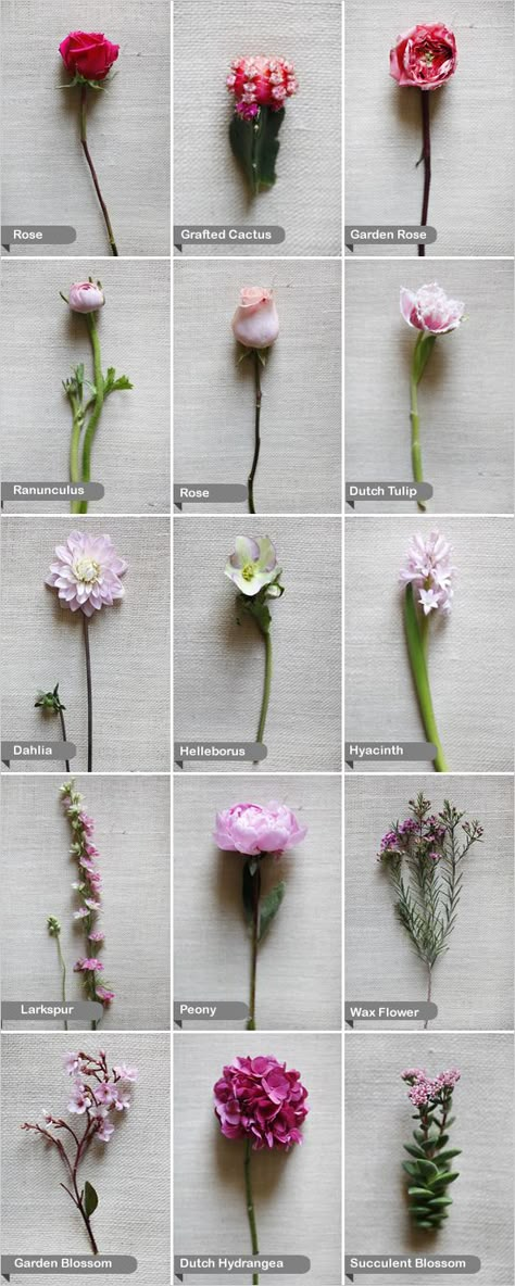 Pink wedding Flowers - dahlia, larkspur, Dutch hydrangea, Dutch tulip, garden blossom, garden rose, rose, grafted cactus, helleborus, hyacinth, peony, ranunculus, succulent blossom, and wax flower. Grafted Cactus, Flower Chart, Paper Daisy, Different Types Of Flowers, Flower Guide, Wax Flowers, Pink Wedding Flowers, Flower Names, Deco Floral