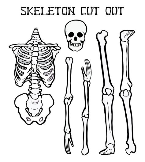 Free Skeleton Printables, Printable Skeleton Template, Skeleton Bulletin Board, Skeleton Stencil, Skeleton Outline, Skeleton Coloring Pages, Skeleton Template, Skeleton Printable, Simple Skeleton