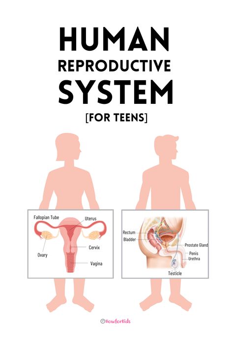 What does the reproductive system do? Summary Reproduction In Humans, Physiology Study, Human Reproduction, Male Reproductive System, Human Physiology, Body Massage Techniques, Biology Facts, Human Body Anatomy