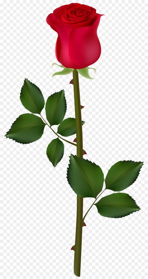 Gulab Png, Gulab Ka Phool, Rose Flower Png, Flower Png Images, Decent Wallpapers, Photoshop Backgrounds Free, Rose Clipart, Rose Flower Pictures, Desktop Background Pictures