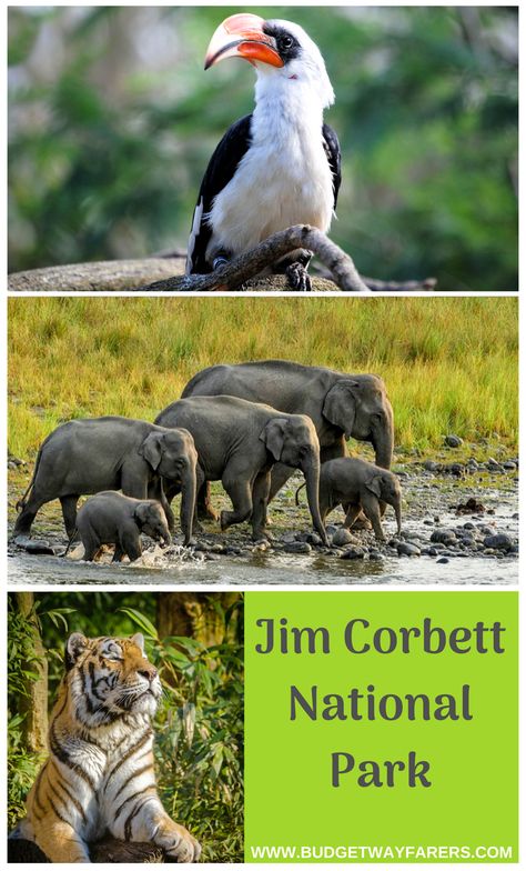 Jim Corbett National Park lies in the Nainital district of Uttarakhand. It was here that the prestigious ‘Project Tiger’ was launched in the year 1973.  The place is a treat for nature and wildlife lovers. It territory of the land ranges over  500 sq km, and the entire terrain is beautiful.  The Park is not just home to the tiger but also other wildlife species and birds. Jim Corbett National Park Photography, Project Tiger, Wildlife Of India, Corbett National Park, India Tourist, Safari Photography, Jim Corbett National Park, Jim Corbett, National Parks Photography