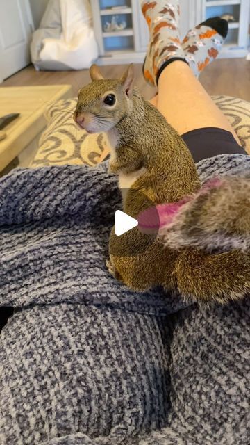 Momosquirrel on Instagram: "She can always rely on us! Getting older… in a few days, August 1 , MoMo will be 7 years old 🥹.  #momosquirrel #simplethings #spoiled #loved #overthehump #😅 #lotsofhandson #pets #sweetest #squirrel #ever #age7  #forever #fans #fyp" Squirrel Cage Ideas, Squirrel Pet, Pet Squirrel, Squirrel Cage, Squirrel Girl, Getting Older, August 1, Getting Old, Animals And Pets