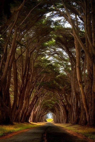 Trees Green Tunnel, Cypress Tree Tunnel, Monterey Cypress, Tree Tunnel, Walkways Paths, Cypress Trees, Amazing Nature Photos, Garden In The Woods, Beautiful Photos Of Nature