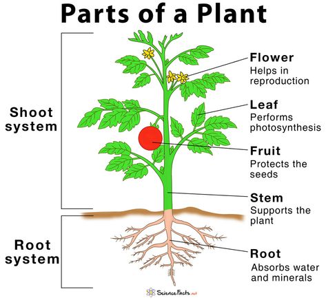 Main Parts of a Plant, Their Functions, Structure, Diagram Como Plantar Pitaya, Plants Worksheets, Cells Worksheet, Materi Bahasa Inggris, Planting For Kids, Plant Structure, Plant Help, Structure And Function, Plant Cell