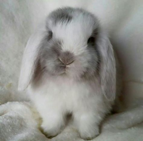 White Eared Lilac Magpie Mini Lop | Omg is this bun bun freaking adorable! Lop Bunnies, Mini Lop, Holland Lop, Bunny Pictures, Pet Bunny, Haiwan Peliharaan, Funny Bunnies, Baby Bunnies