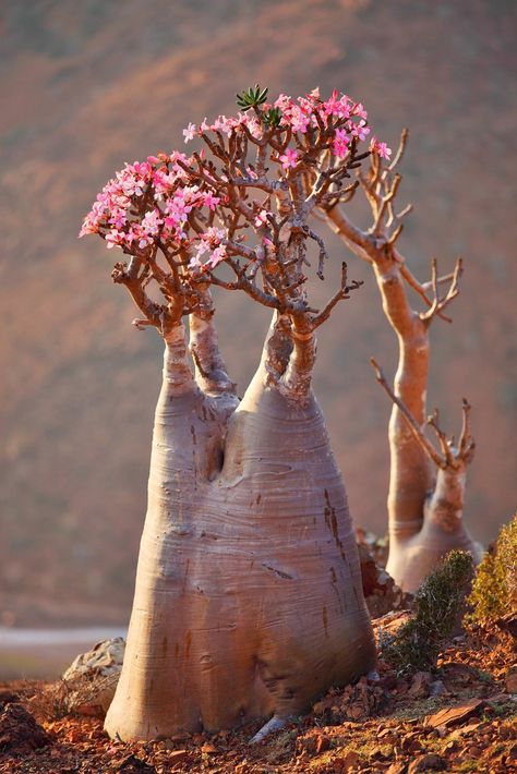 Adenium obesum. Desert Flower | Booman Floral | Flickr Tanaman Sukulen, Weird Trees, Desert Rose Plant, Adenium Obesum, Socotra, Matka Natura, Weird Plants, Flowers Growing, Plant Fungus