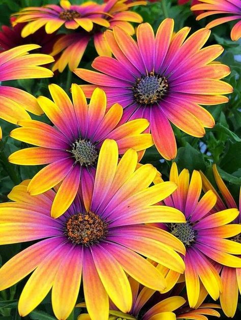 African Daisy, Holguin, Daisy Painting, Beautiful Flowers Wallpapers, Daisy Flowers, Kitchen Garden, Exotic Flowers, Beautiful Blooms, Flowers Nature