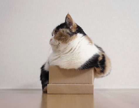 Cat In Box, Funny Cat Photos, Cat Box, Pet Hacks, Calico Cat, Fat Cats, Funny Cute Cats, Crazy Cat, Kitty Cats