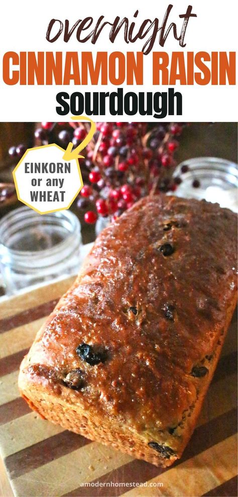 Loaf of freshly baked cinnamon raisin sourdough bread on a wooden cutting board with text that reads Sourdough Cinnamon Raisin Bread einkorn or any wheat Sourdough Cinnamon Raisin Bread, Cinnamon Raisin Sourdough Bread, Raisin Sourdough Bread, Cinnamon Raisin Sourdough, Sourdough Cinnamon Raisin, The Perfect Loaf, Recipe Using Sourdough Starter, Einkorn Recipes, Whole Wheat Sourdough