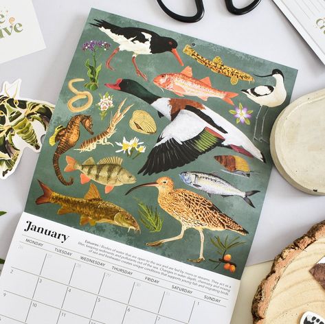 Add a little bit of nature to your home with the British Habitats 2024 wall calendar now. The perfect stocking filler for naturalists, wildlife lovers, students, and families.  Learn all about species that you can find throughout the UK with pages full of illustrated species.  *This is a pre-order. Orders will not be dispatched till approximately October after this the price will increase.  Need more organisation at work or at home?  Struggling to find unique gifts?  or struggling to add colour Animal Calendar, Kelp Forest, 2024 Planner, Bird Migration, British Wildlife, Wildlife Habitat, Student Planner, Calendar 2024, Eco Friendly Living