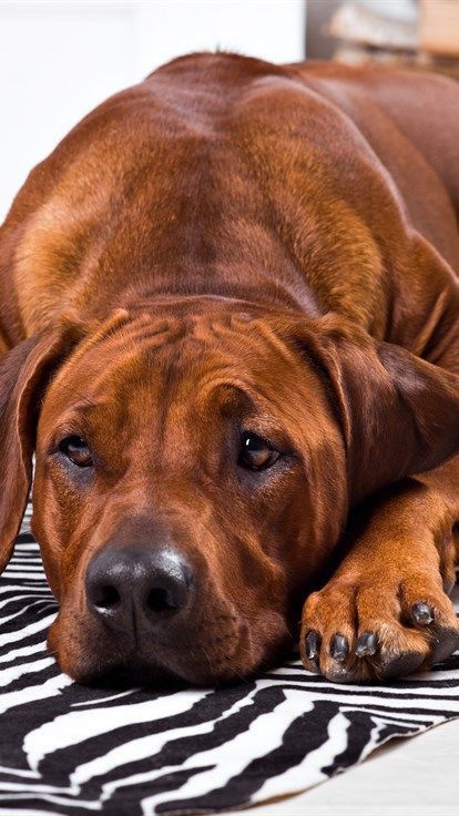 Rodhesian Ridgeback, Ridgeback Dog, Rhodesian Ridgeback Dog, Dog Heaven, Lion Dog, Rhodesian Ridgeback, Dog Rules, Large Dog Breeds, Dog Photography