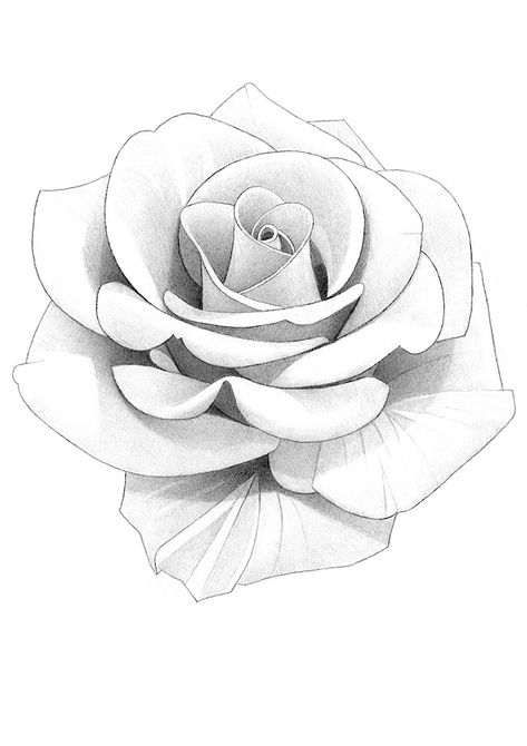 Rosa Tattoo Designs, 3 Roses Tattoo Design, Rose Tattoo Drawing, Rose Pencil Drawing, Rose Outline Drawing, Colored Tattoo, Drawing Rose, Rose Outline, Rose Drawing Tattoo