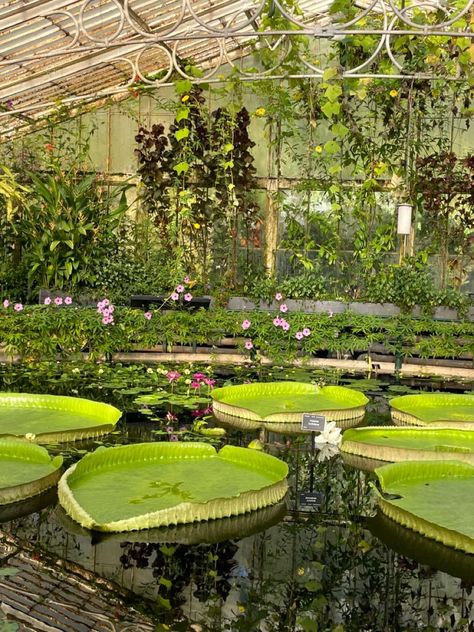 London Botanical Garden, Aesthetic Botanical Garden, London Kew Gardens, London Garden Aesthetic, Kew Garden London, Botanical Garden Date Aesthetic, Kew Gardens Aesthetic, Botanic Garden Aesthetic, London Aesthetic Summer