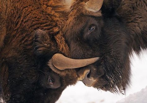 Bison Photography, European Bison, Bialowieza Forest, Bison Art, American Bison, How To Wake Up Early, Picture Library, Brown Bear, Nature Pictures