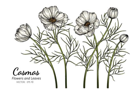 Flower And Leaf Drawing, White Cosmos Flowers, Cosmo Flower, Cosmos Tattoo, White Cosmos, White Cosmo, Pencil Drawings Of Flowers, Floral Tattoo Sleeve, Cosmos Flowers